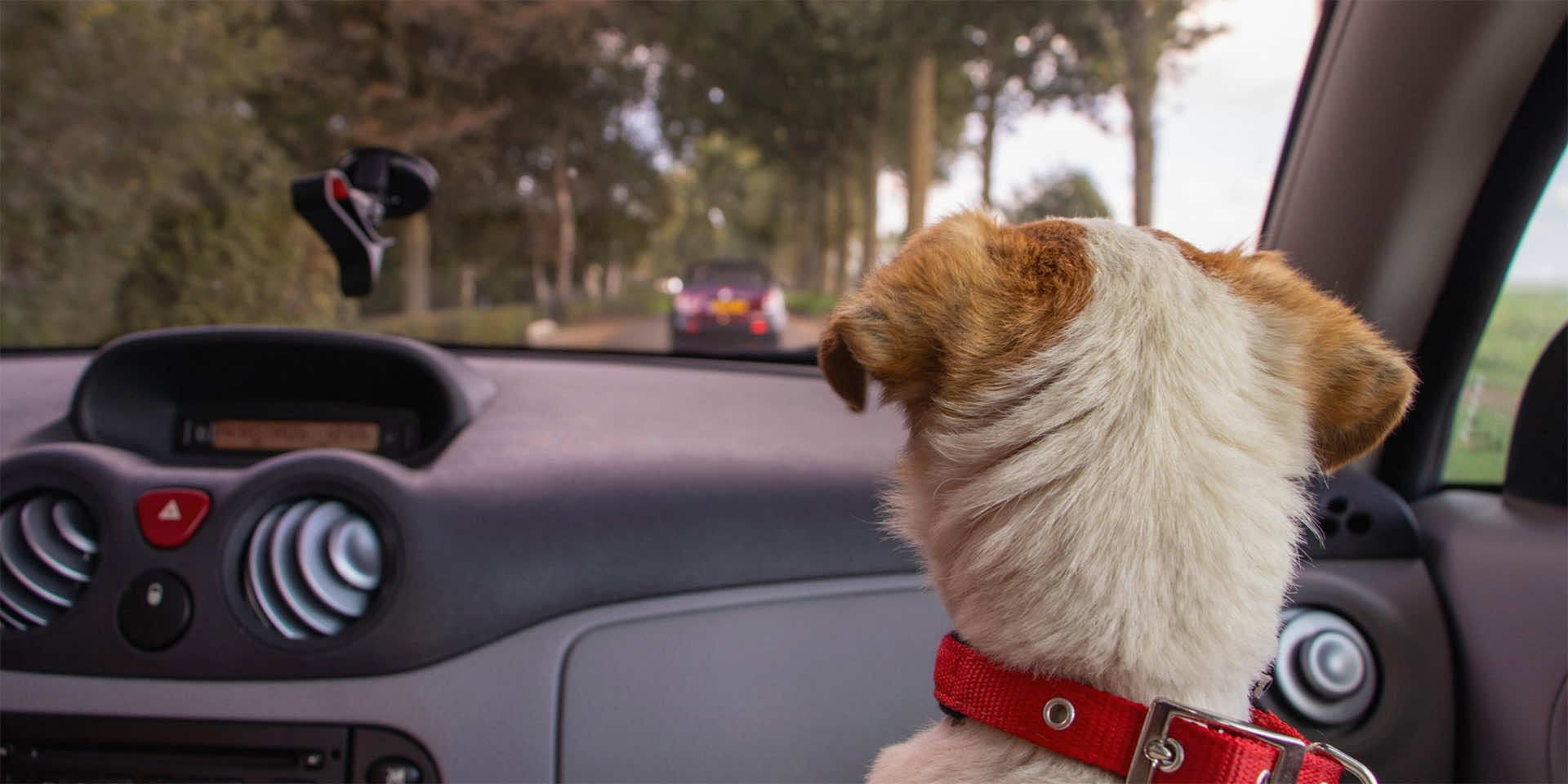 Dog looking over car dashboard