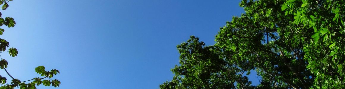 Sky with trees